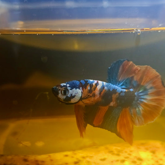 NEMO CANDY BETTA 260435