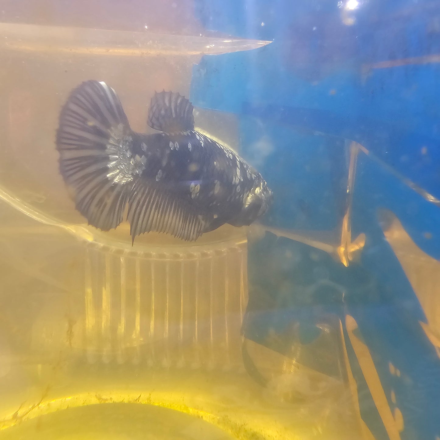 BLACK SAMURAI FEMMINA （BREEDING GRADE

）/种母级黑武士251142