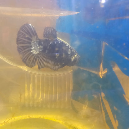 BLACK SAMURAI FEMMINA （BREEDING GRADE

）/种母级黑武士251142