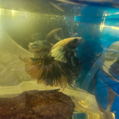WHITE BLUE DUMBO HALFMOON/水墨大耳半月 251003