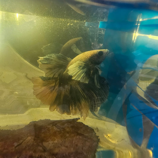 WHITE BLUE DUMBO HALFMOON/水墨大耳半月 251003