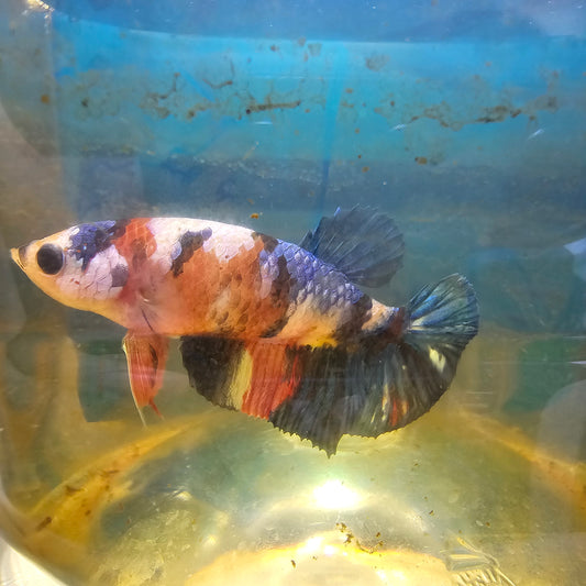 FULL COLOR GALAXY CANDY (BREEDING GRADE）/满色星河糖果种母251122