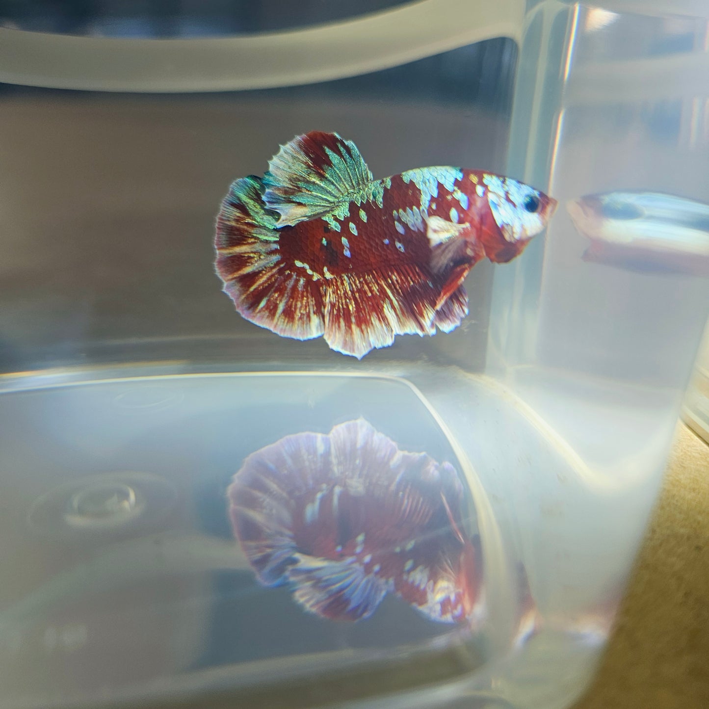 BARONGSAI BETTA 260480