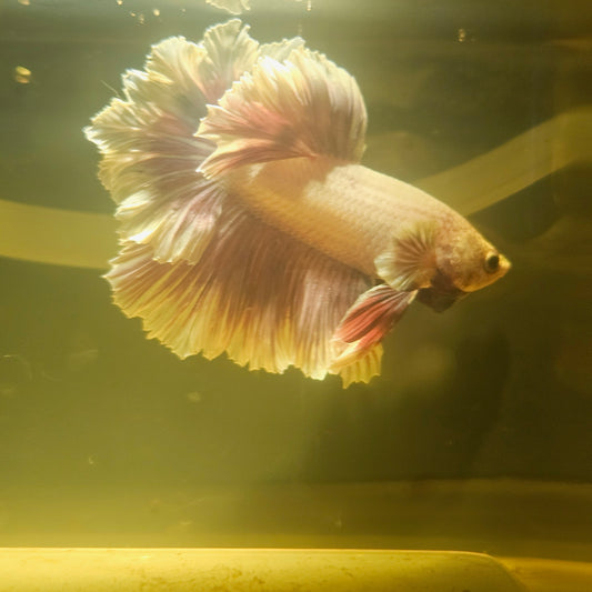 Light Color Maple Leaf Halfmoon Betta 2605A05