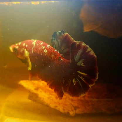 BARONGSAI BETTA 260496