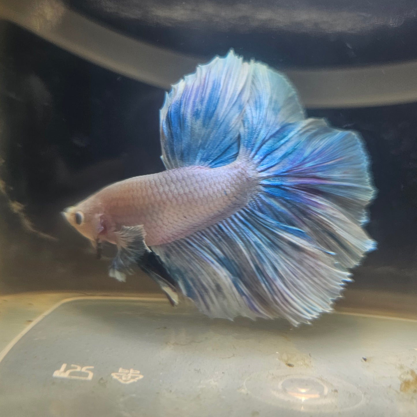 Light Color Rosetail Halfmoon Betta 2605A53