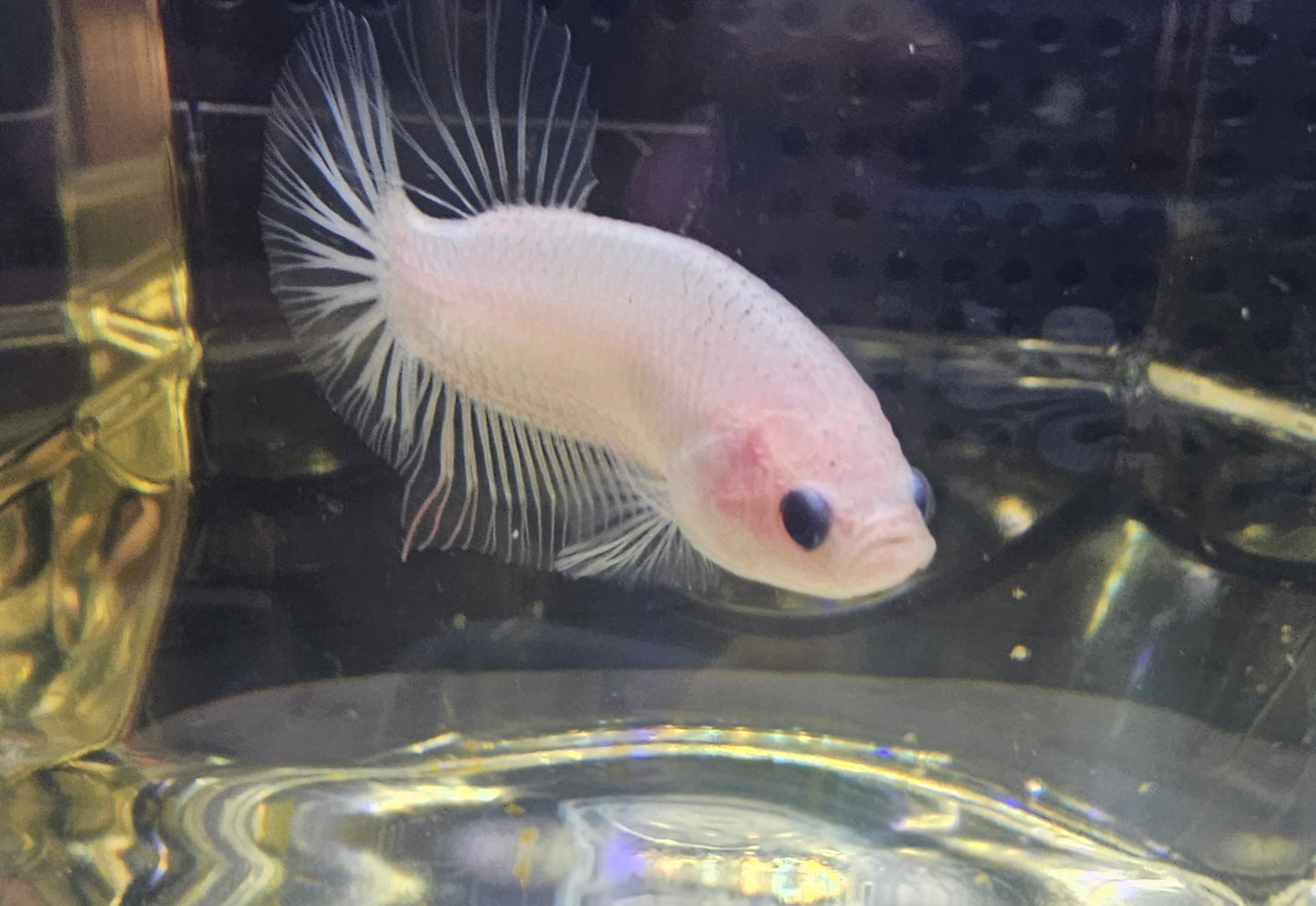 KOI TRASPARENTE 0525
