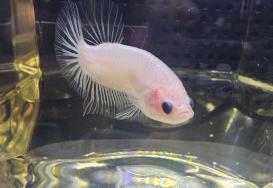 KOI TRASPARENTE 0525