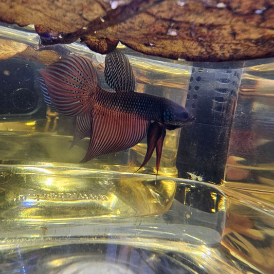 WILD BETTA SMARAGDINA  CODA CHITARRA 0626