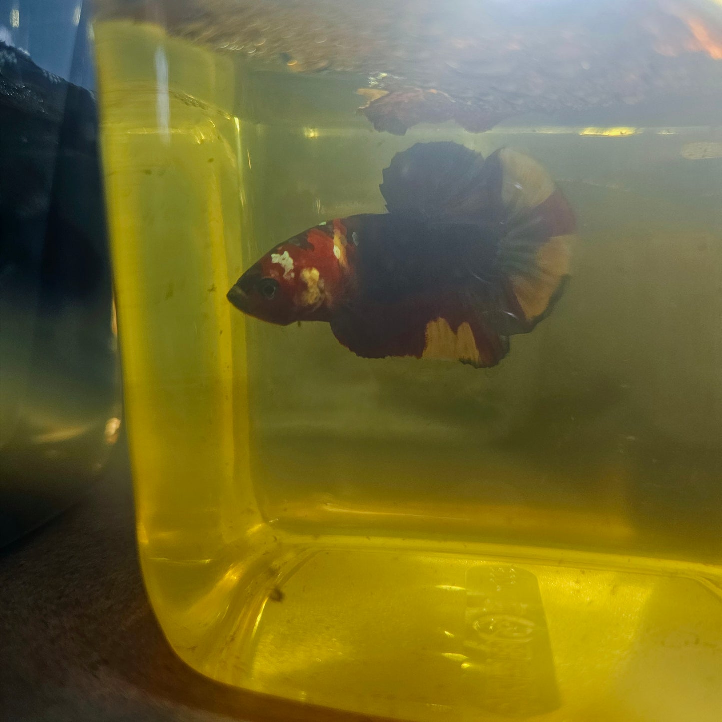 NEMO CANDY BETTA 260492