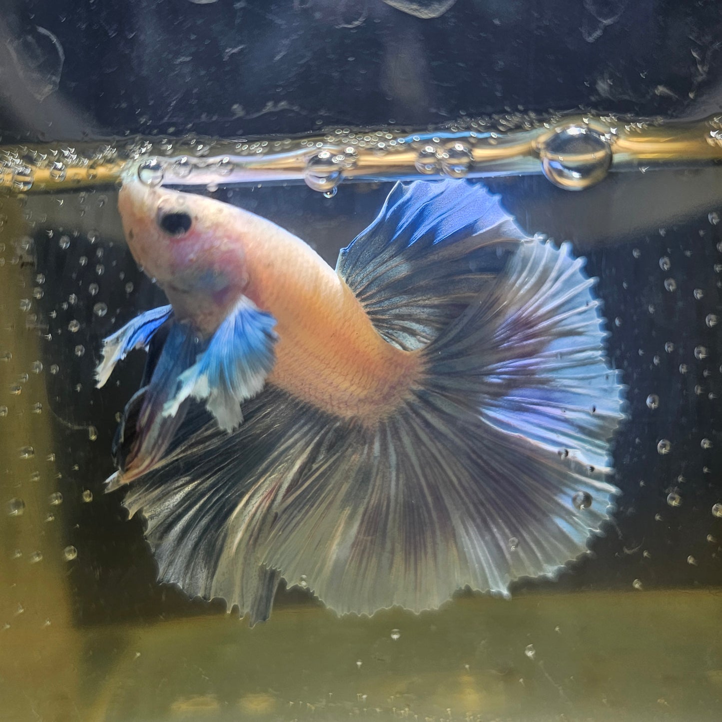 Light Color Rosetail Dumbo Halfmoon Betta 2605A55