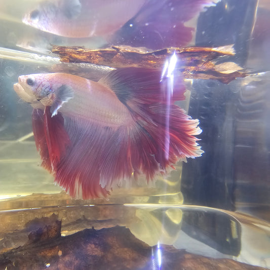 ROSE TAIL HALFMOON (OHM) LAMPONE 0650