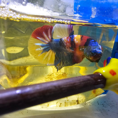 FULL COLOR (+)NEMO GALAXY HMPK /全满色尼莫糖果251160