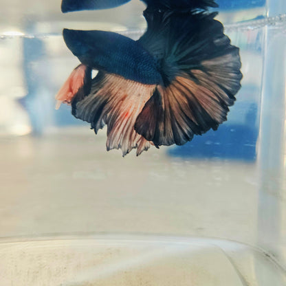 DARK COLOR SPECIAL TAIL HALFMOON BETTA 260910