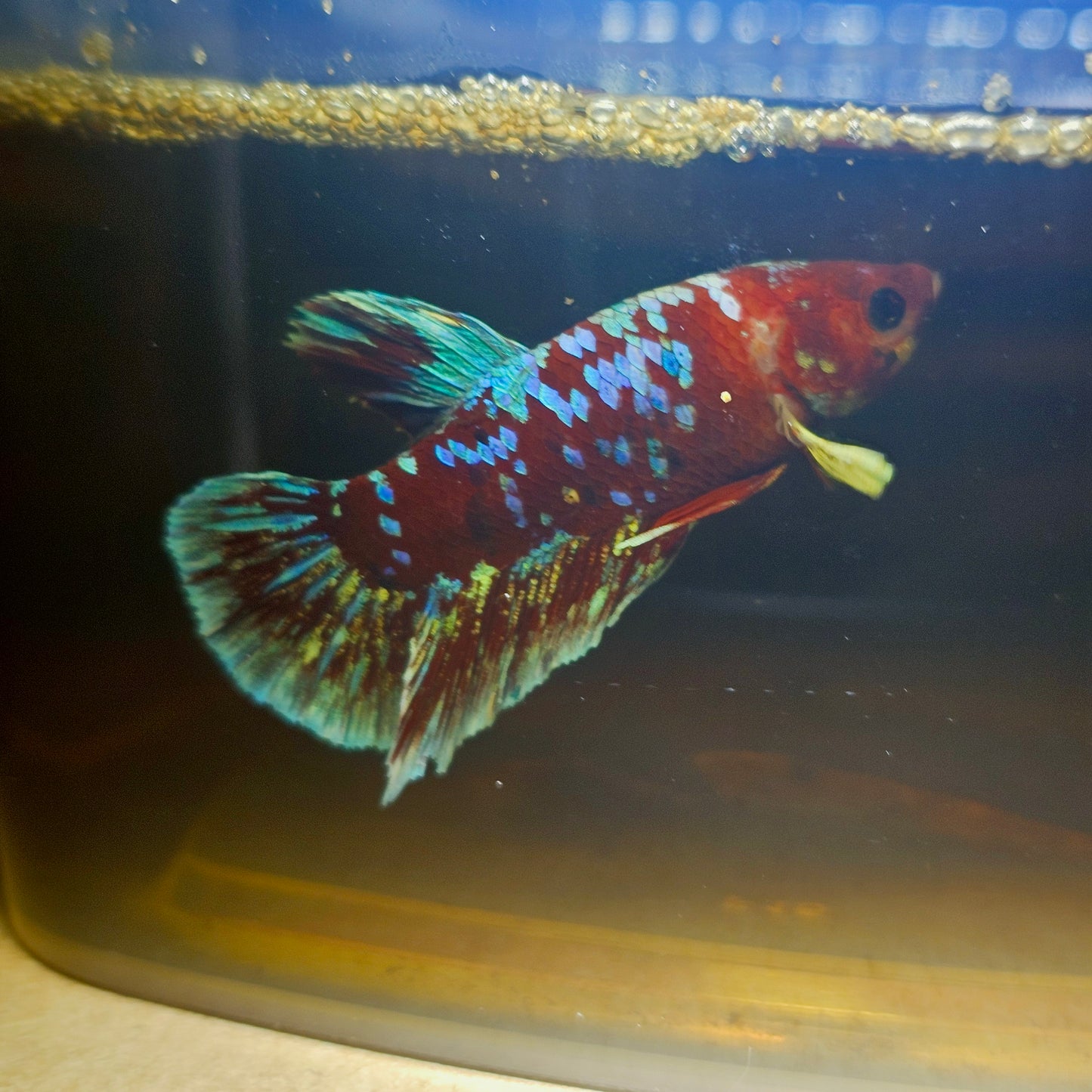 BARONGSAI BETTA 260441