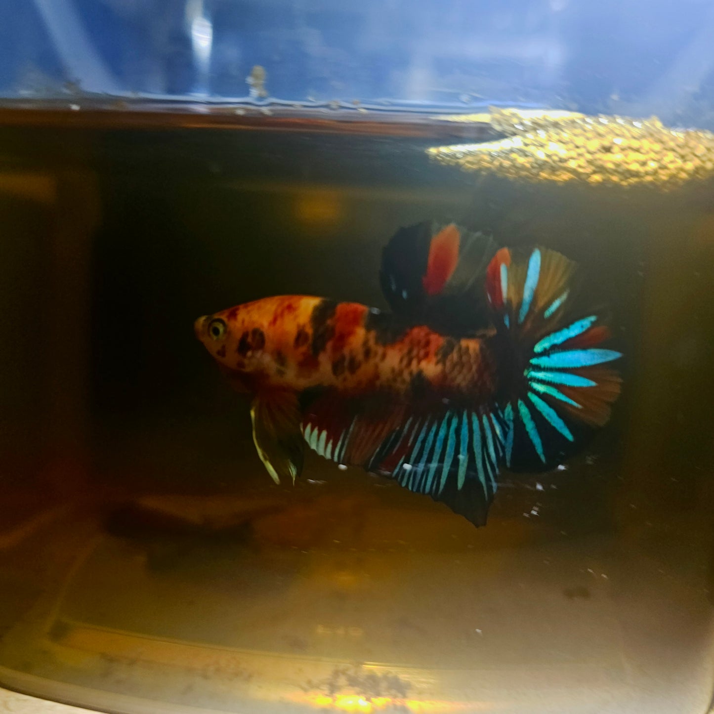 NEMO CANDY BETTA 260464