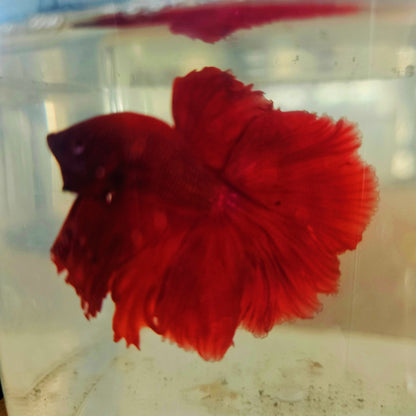 SOLID COLOR SPECIAL TAIL HALFMOON BETTA 290630