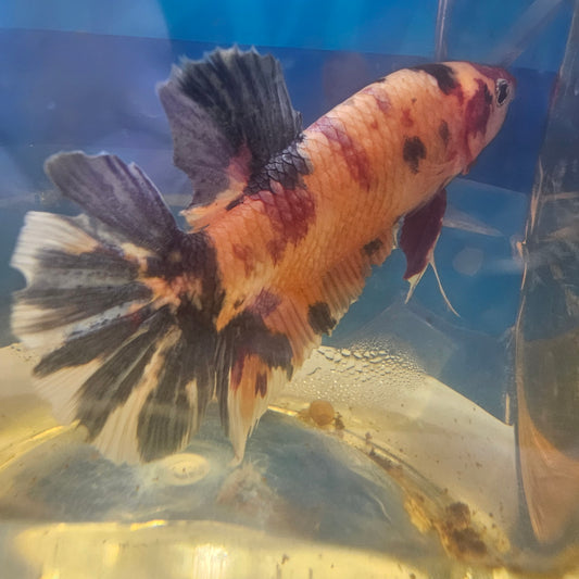 CANDY GIANT 7+/8CM 糖果巨斗将军251234