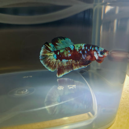 BARONGSAI BETTA 260482