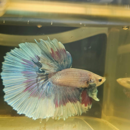 Purple White Rosetail Dumbo Halfmoon Betta(OHM) 2605B46