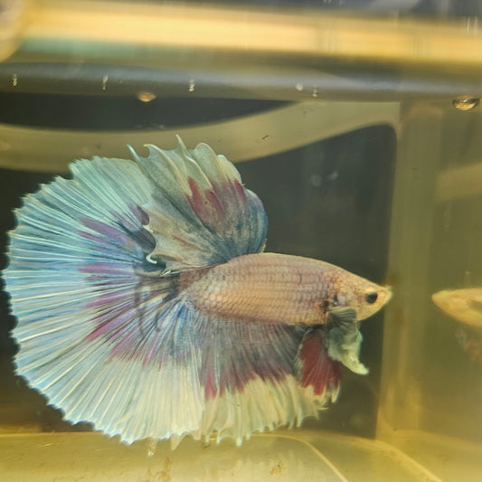 Purple White Rosetail Dumbo Halfmoon Betta(OHM) 2605B46