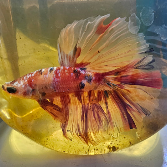 CANDY GALAXY HALFMOON/星河糖果半月251271