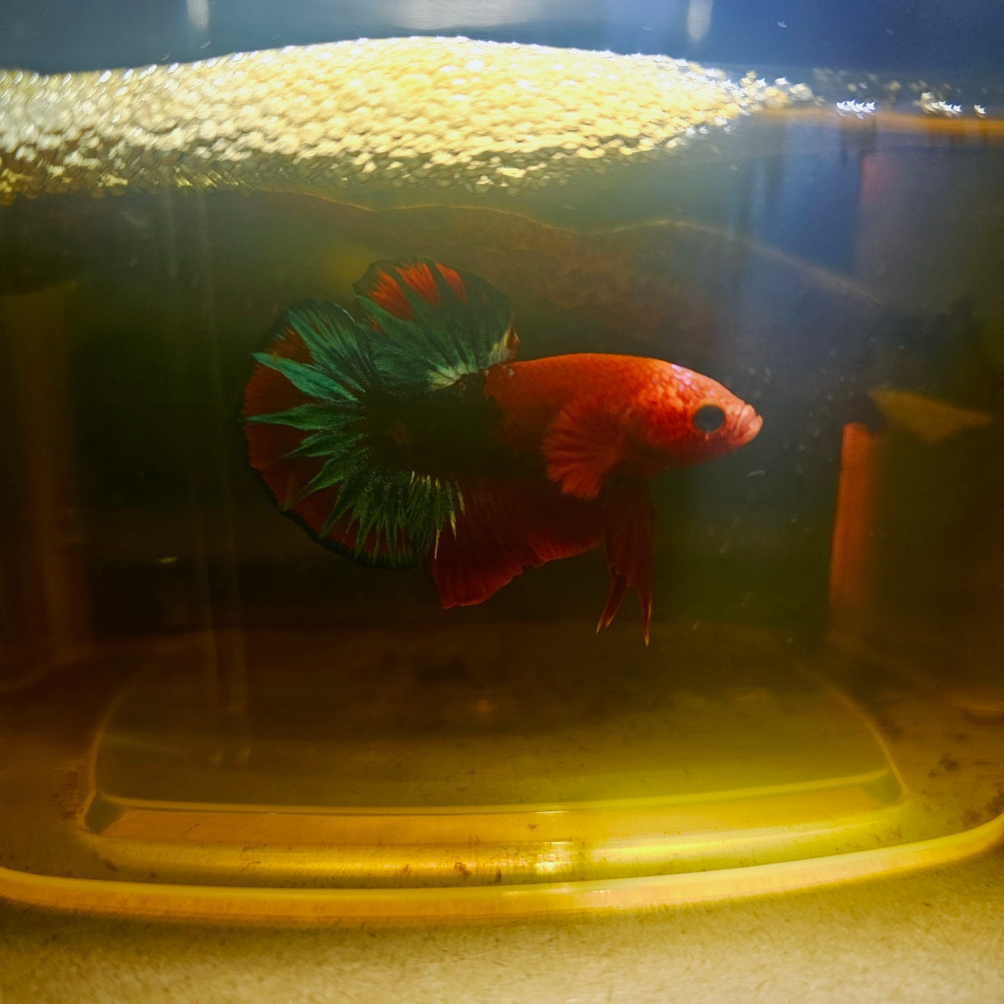 HELL BOY BETTA 260494