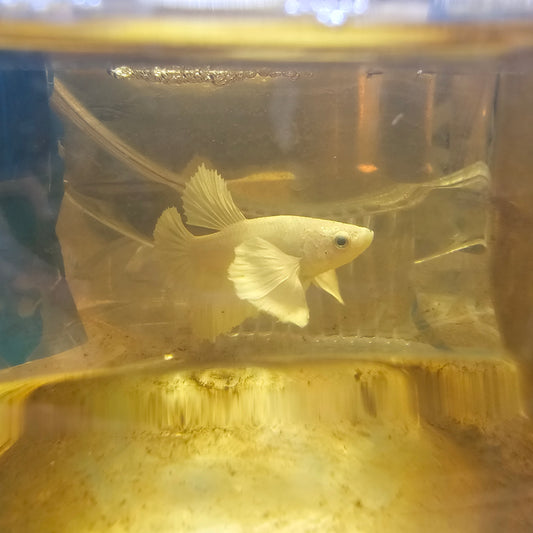 PURE DUMBO PK/纯白大耳将军251178