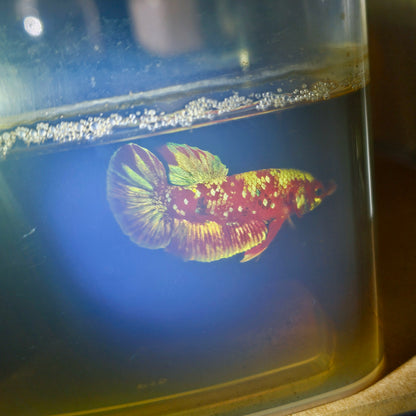 BARONGSAI BETTA 260410