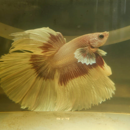 Purple White Rosetail Halfmoon Betta(OHM)2605A18