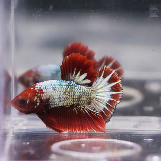 RED-BLUE FCCP BETTA 08
