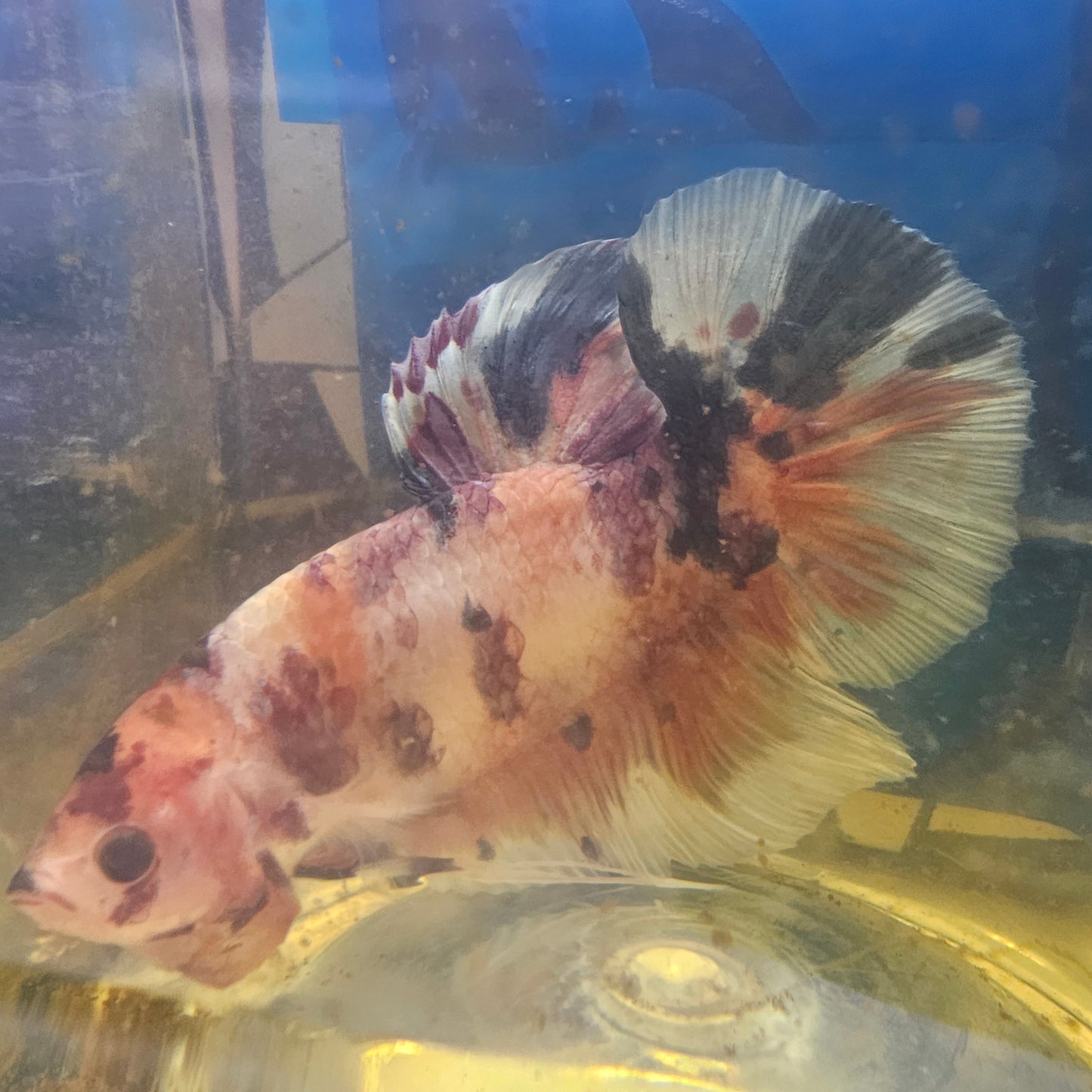 CANDY GIANT 7+/8CM 糖果巨斗将军251229