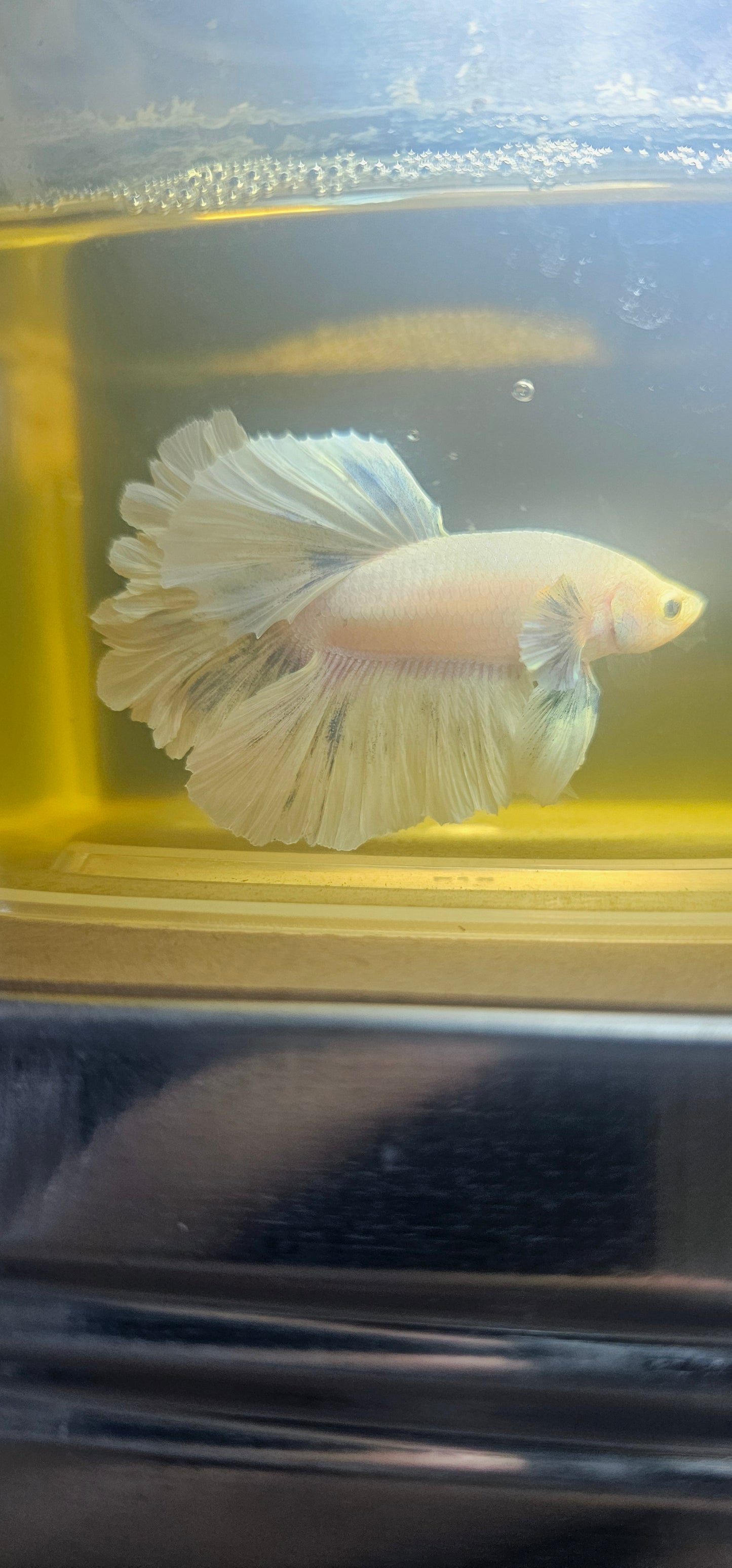 Light Color Dumbo Rosetail Halfmoon Betta 2605A02