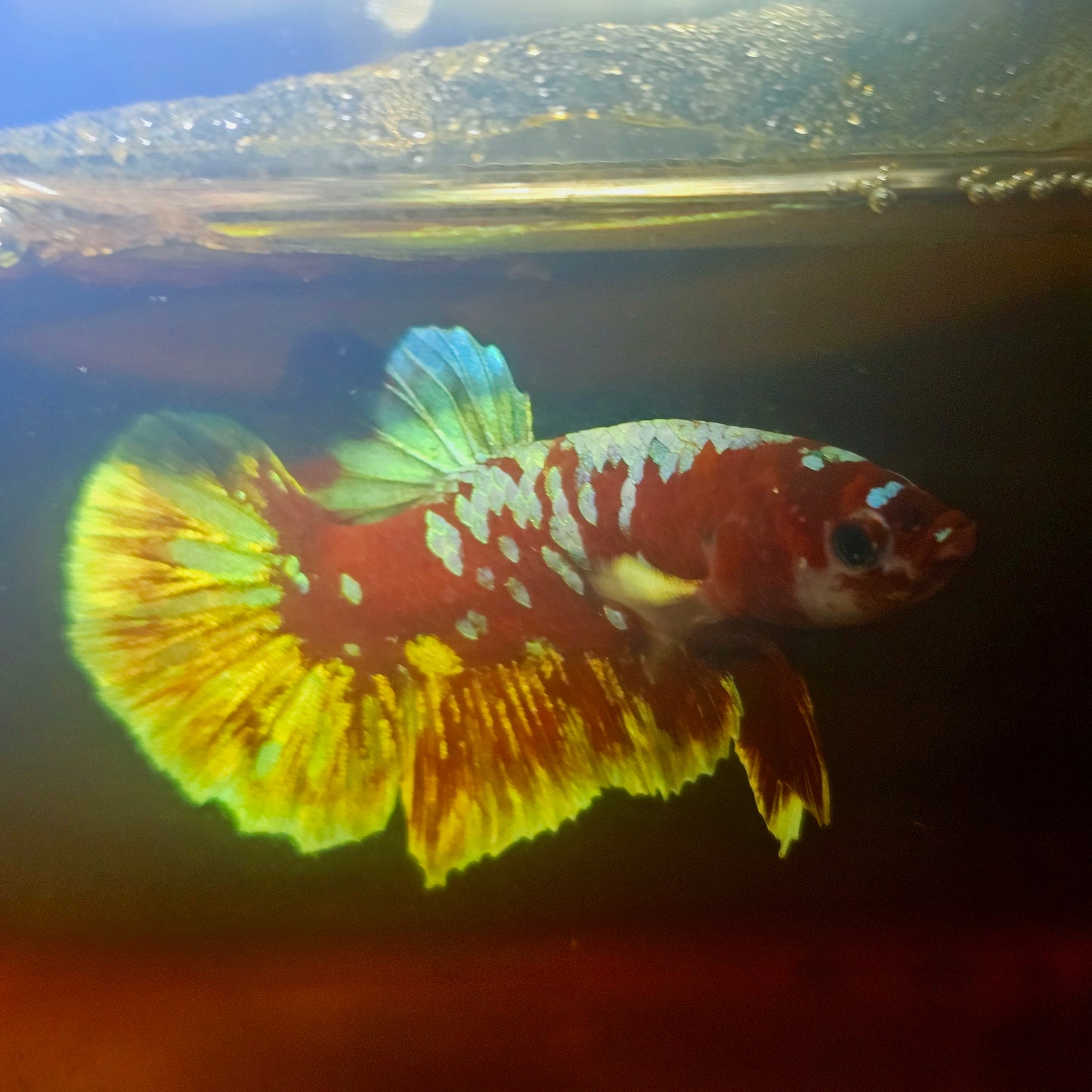 BARONGSAI BETTA 260461