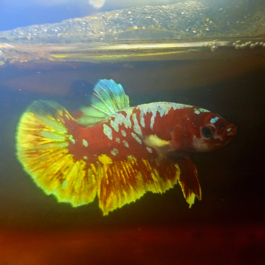 BARONGSAI BETTA 260461