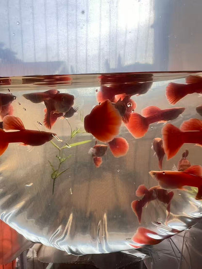 FULL RED ALBINO GUPPY (BIG DORSAL FIN)/粗体大背全红白子孔雀