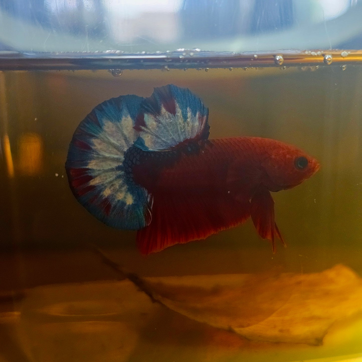 HELL BOY BETTA 260430