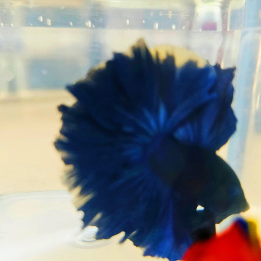 SOLID COLOR SPECIAL TAIL HALFMOON BETTA 260911 premium Betta Fish