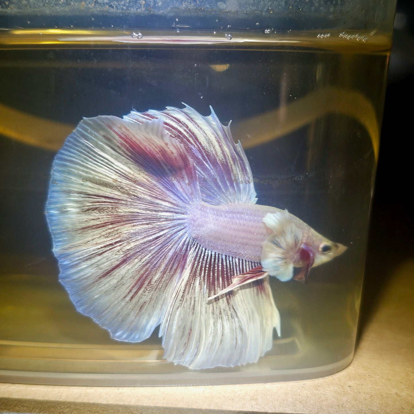 Purple White Rosetail Halfmoon Betta(OHM) 2605A21