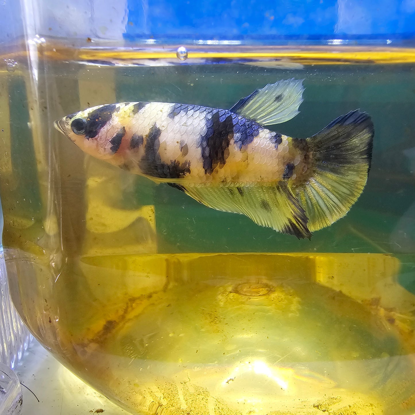 YELLOW CANDY TIGER(BREEDING GRADE)/种母黄老虎糖果251140