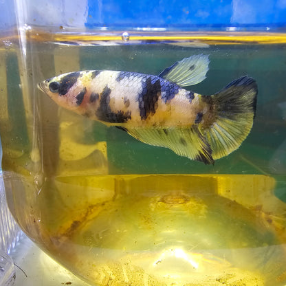 YELLOW CANDY TIGER(BREEDING GRADE)/种母黄老虎糖果251140