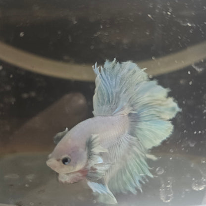 Light Color Maple Leaf Halfmoon Betta 2605A52