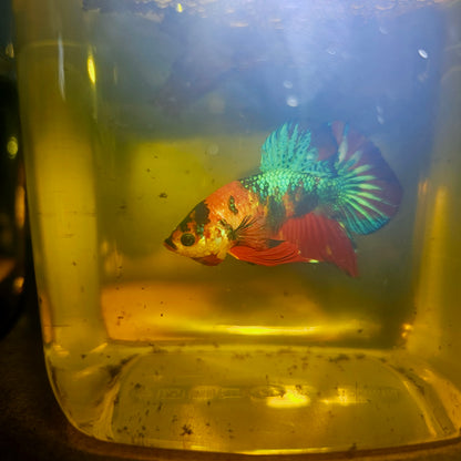 METALIC CANDY BETTA 260491