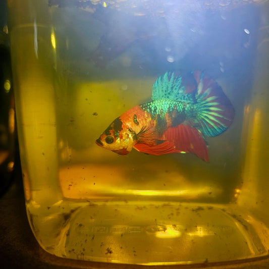METALIC CANDY BETTA 260491