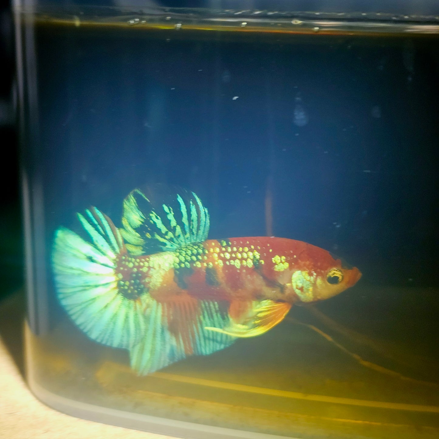 METALIC CANDY BETTA 260454