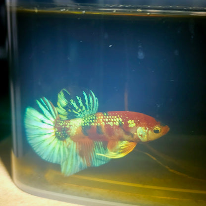 METALIC CANDY BETTA 260454