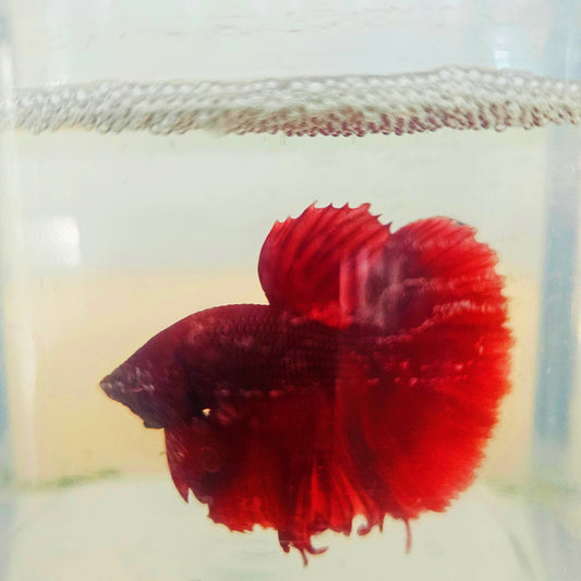 SOLID COLOR SPECIAL TAIL HALFMOON BETTA 260921 premium Betta Fish detail