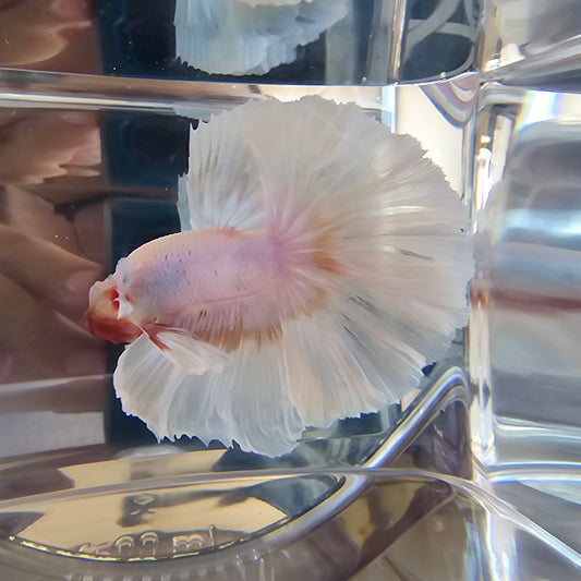 Halfmoon Apache rosa e bianco (OHM)250720