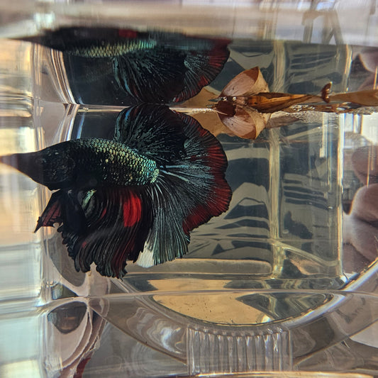 Halfmoon tradizionale con colorazione metallica(OHM) 250702