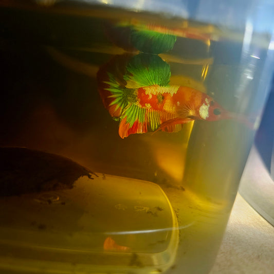 NEMO CANDY BETTA 260404
